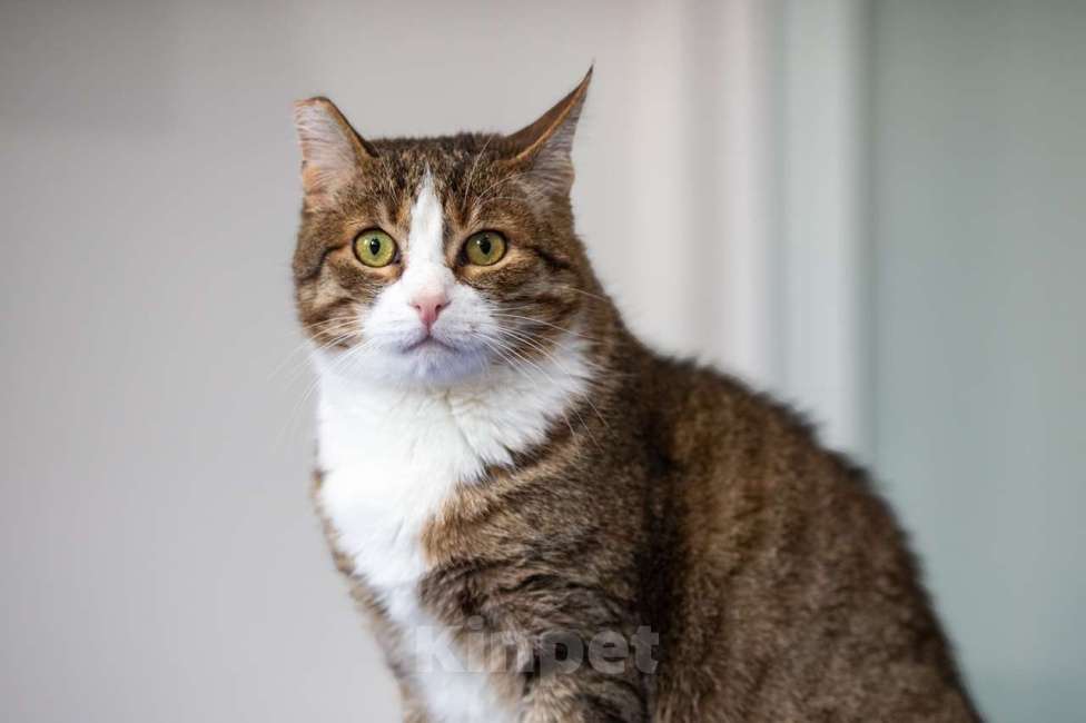 Кошки в Москве: Кот Филя в добрые руки Мальчик, Бесплатно - фото 2