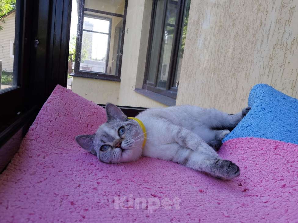 Кошки в Москве: Британские котёнок Девочка Мальчик  Девочка, 15 000 руб. - фото 3