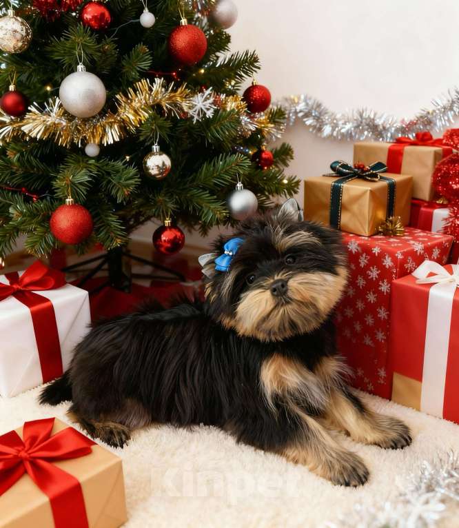 Собаки в Москве: Щенок йорка мальчик стандарт  Мальчик, Бесплатно - фото 5