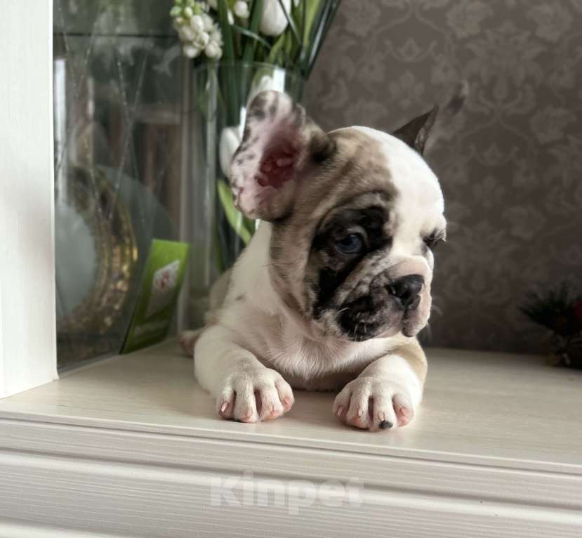 Собаки в Химках: Французский бульдог,щенки Девочка, 40 000 руб. - фото 3