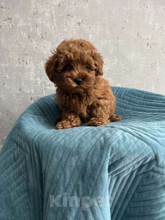 Собаки в Гатчине: Мальтипу Девочка, 80 000 руб. - фото 7