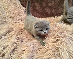 Кошки в Малмыже: Вязка с вислоухим котиком, 2 000 руб. - фото 4