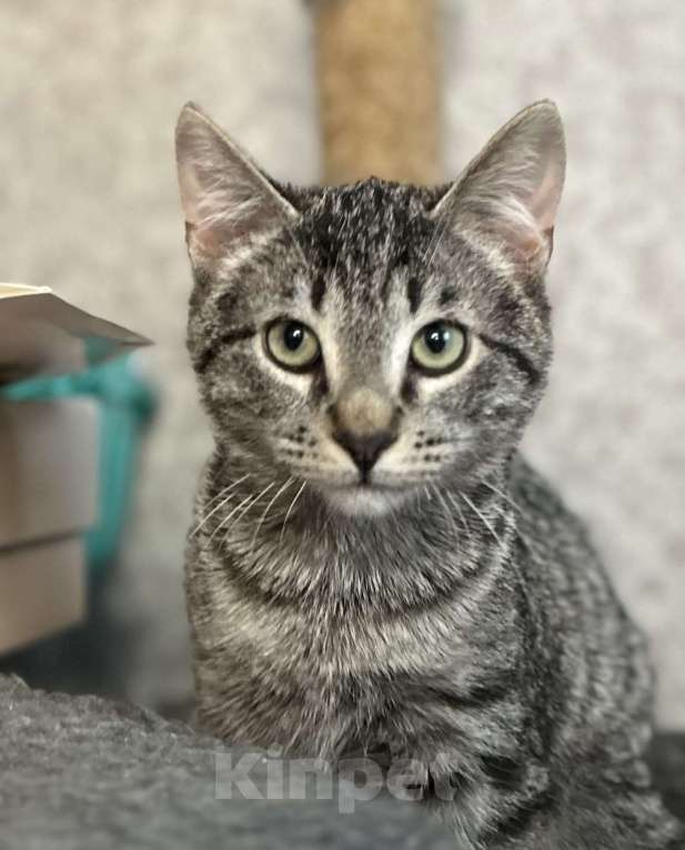 Кошки в Мурином: Бэм и Симба ищут дом Мальчик, Бесплатно - фото 1