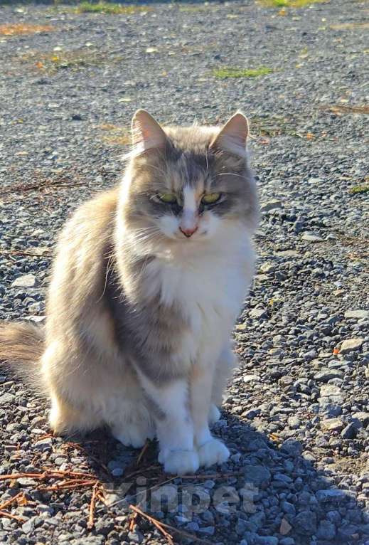 Кошки в Семикаракорске: Метис МЕЙН-КУН и СИБИРСКОЙ  Девочка, Бесплатно - фото 2