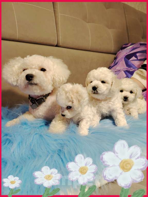 Собаки в Сыктывкаре: Щенок Бишон Фризе, мальчик. Рождён 12.09 24 Документы РКФ Брид класс  Готов к передаче Мальчик, 35 000 руб. - фото 9