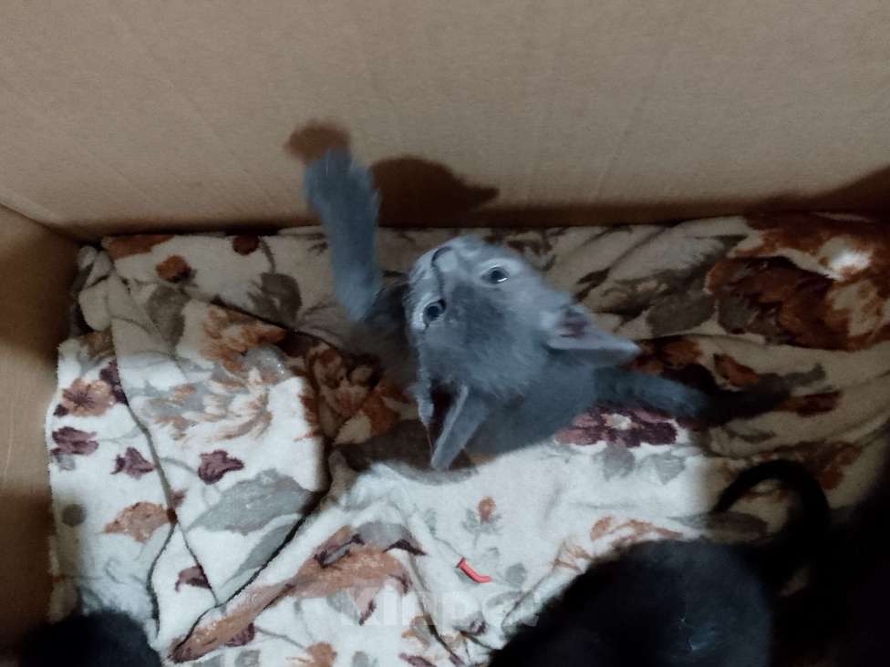 Кошки в Ростове-на-Дону: Кошечка серая Девочка, Бесплатно - фото 4