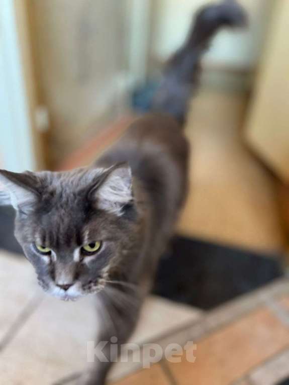 Кошки в Москве: Люся ищет дом Девочка, Бесплатно - фото 3