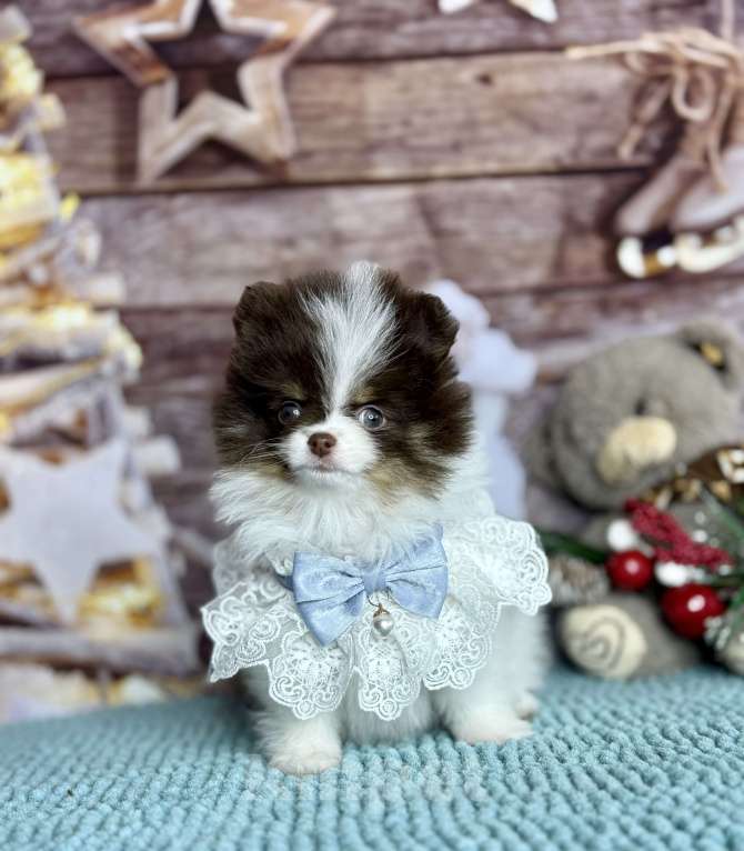 Собаки в Чехове: щенки померанцы триколор РКФ Мальчик, 70 000 руб. - фото 2