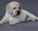 Собаки в других городах Ярославской области: Щенки лабрадора из питомника «Эвалайз» — ваш будущий лучший друг! Мальчик, 80 000 руб. - фото 4