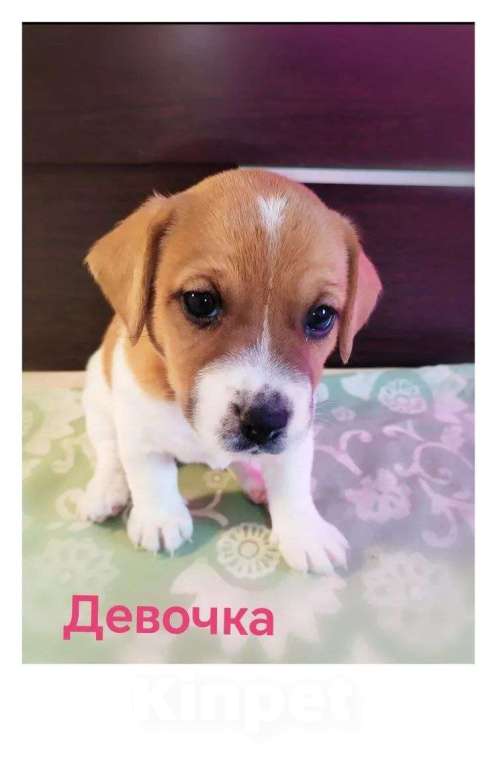 Собаки в Москве: Щенки Джек Рассел терьер Мальчик, 25 000 руб. - фото 3