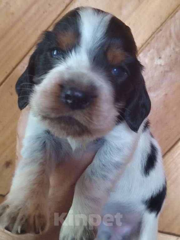 Собаки в Москве: Русский охотничий спаниель Девочка, 45 000 руб. - фото 1