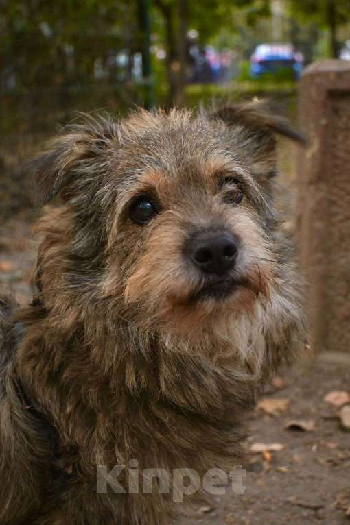 Собаки в Химках: Мелкаш ищет дом  Мальчик, Бесплатно - фото 2