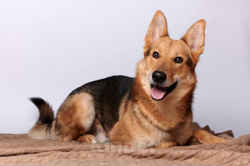 Собаки в Москве: Мэтью Мальчик, Бесплатно - фото 2