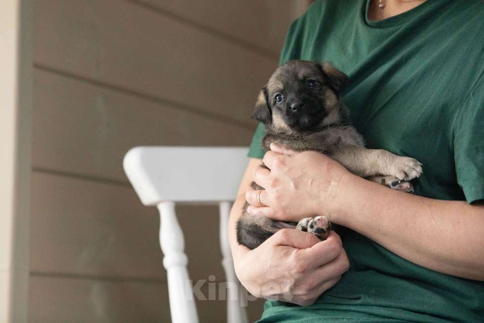 Собаки в Москве: Тиш ищет дом Мальчик, Бесплатно - фото 2