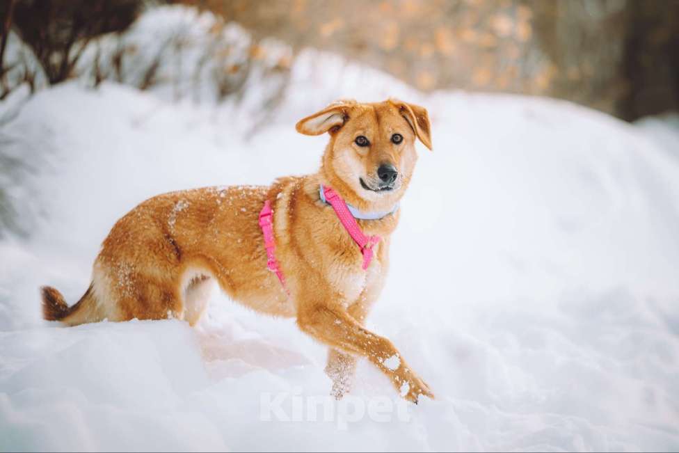 Собаки в Москве: Нежная собака Фаня ищет дом Девочка, Бесплатно - фото 6