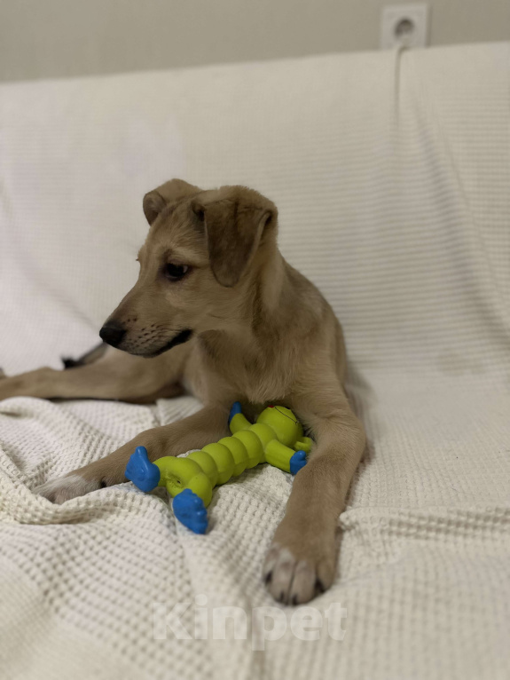 Собаки в Уфе: Щенок Девочка, Бесплатно - фото 3