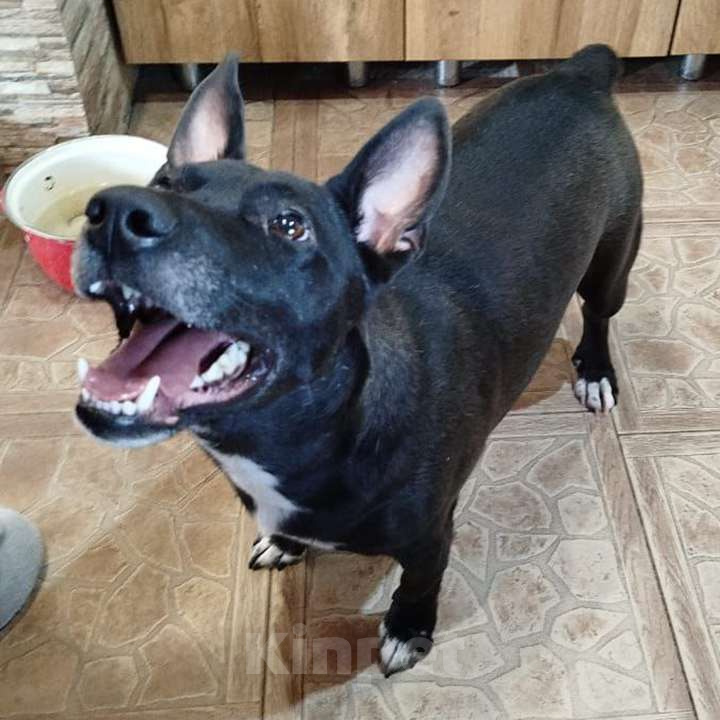 Собаки в Москве: Нежный брутал ГРОМ ищет семью Мальчик, 10 руб. - фото 9