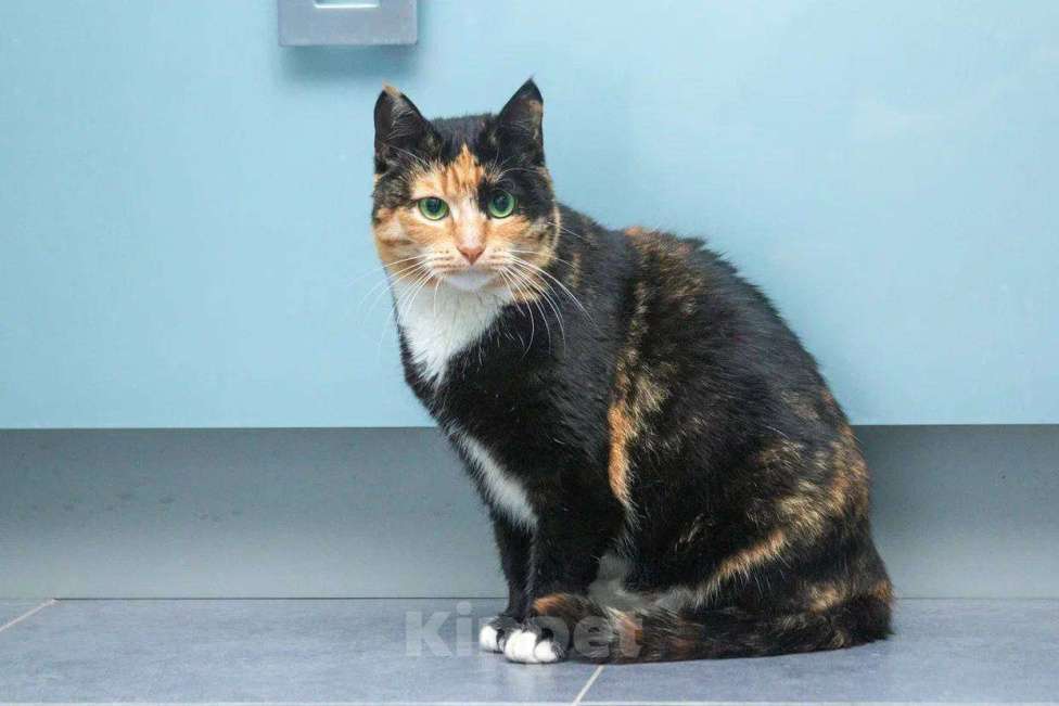 Кошки в Москве: Кошка Буся подарит вам спокойствие и любовь Девочка, Бесплатно - фото 5