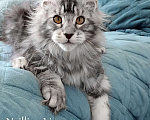 Кошки в Санкт-Петербурге: Мальчик мейн кун в серебряном окрасе Мальчик, 50 000 руб. - фото 4