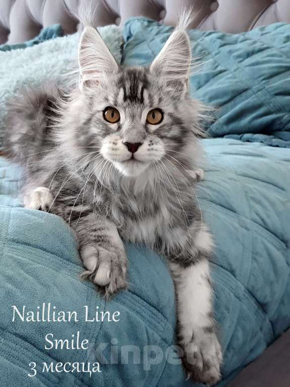 Кошки в Санкт-Петербурге: Мальчик мейн кун в серебряном окрасе Мальчик, 50 000 руб. - фото 4