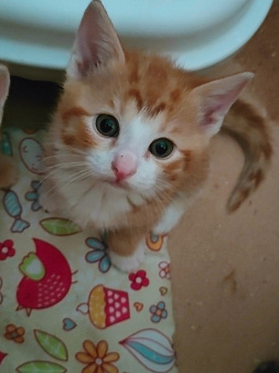 котенок даром