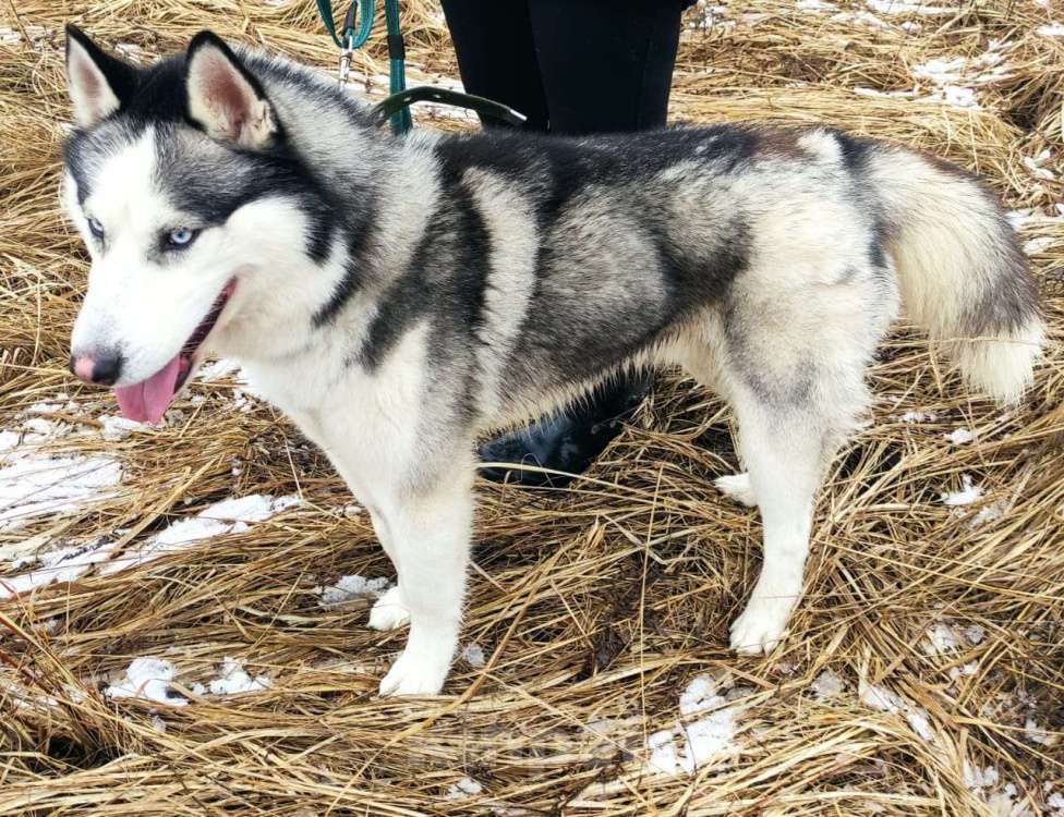Собаки в Кохме: Хаски Хан ищет семью Мальчик, Бесплатно - фото 4