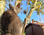 Кошки в других городах Ленинградской области: Челси лиловый котенок Девочка, 125 000 руб. - фото 9