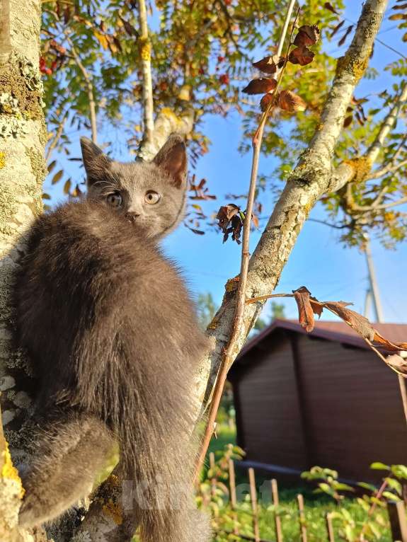 Кошки в других городах Ленинградской области: Потомок змеелова котенок Девочка, Бесплатно - фото 9