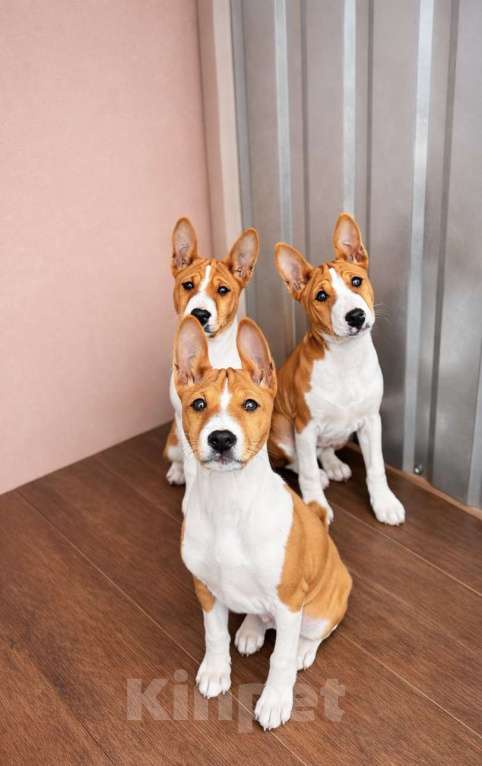 Собаки в Севастополе: Мальчики басенджи Мальчик, Бесплатно - фото 7