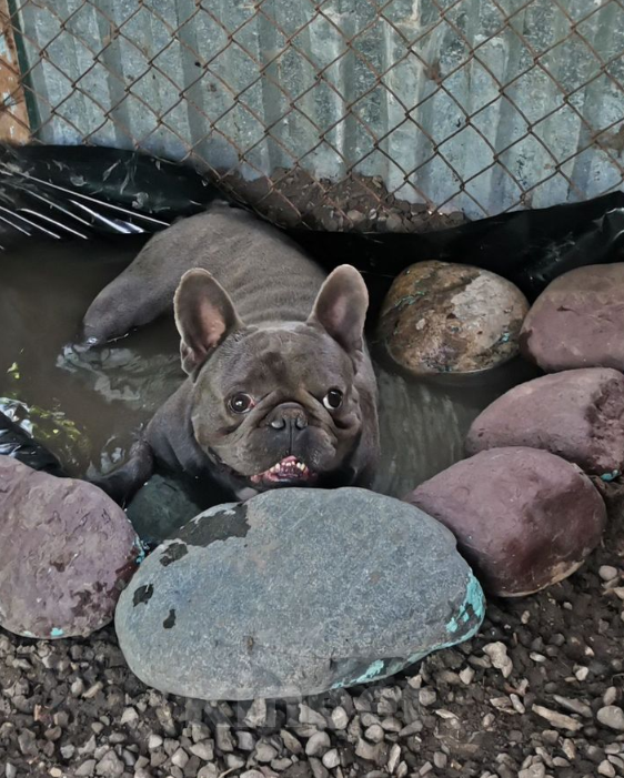 Собаки в Георгиевске: Щенок французского бульдога  Мальчик, 22 000 руб. - фото 5