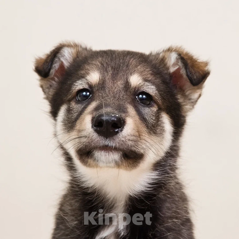 Собаки в Лосином-Петровском: Мокко в добрые руки Мальчик, Бесплатно - фото 2