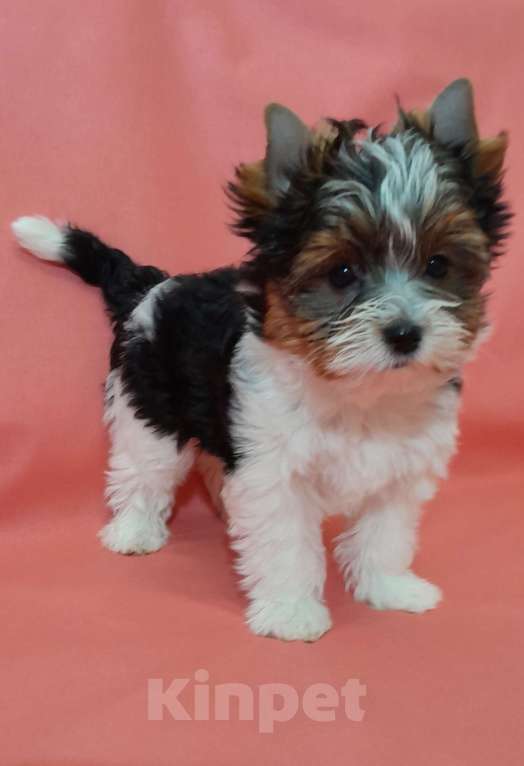 Собаки в Москве: Миниатюрная девочка Девочка, 80 000 руб. - фото 5