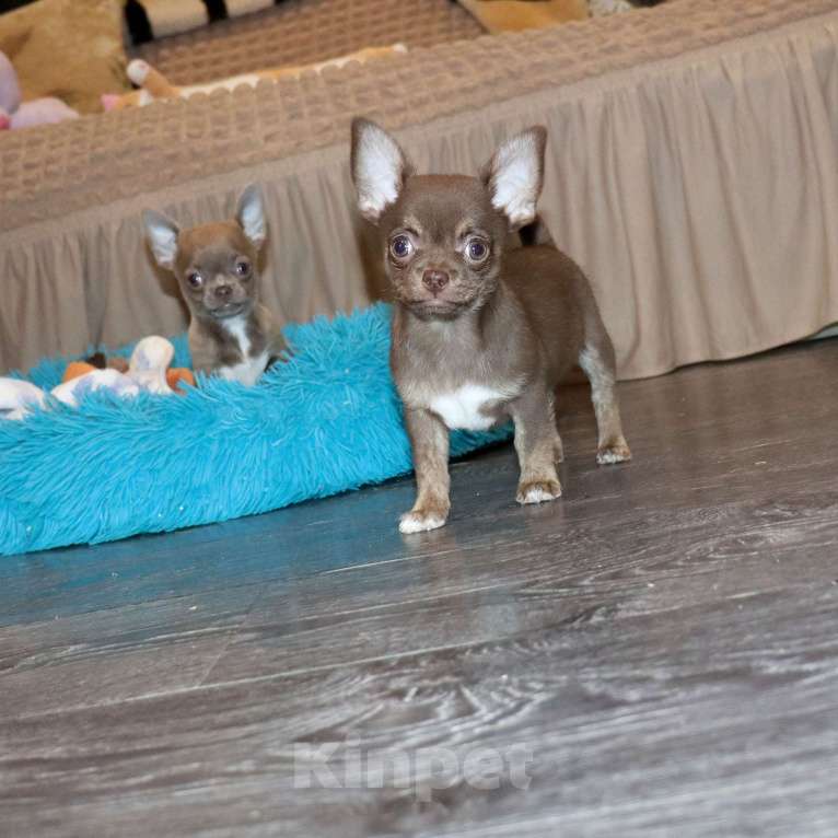 Собаки в Москве: Шоколадный чихуахуа Мальчик, 39 000 руб. - фото 3