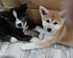 Собаки в Санкт-Петербурге: Щенки Акита ину  Девочка, Бесплатно - фото 1