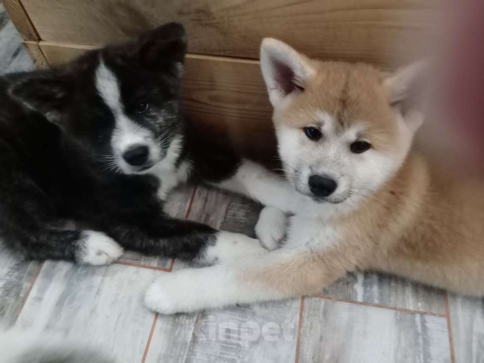 Собаки в Санкт-Петербурге: Щенки Акита ину  Девочка, Бесплатно - фото 1