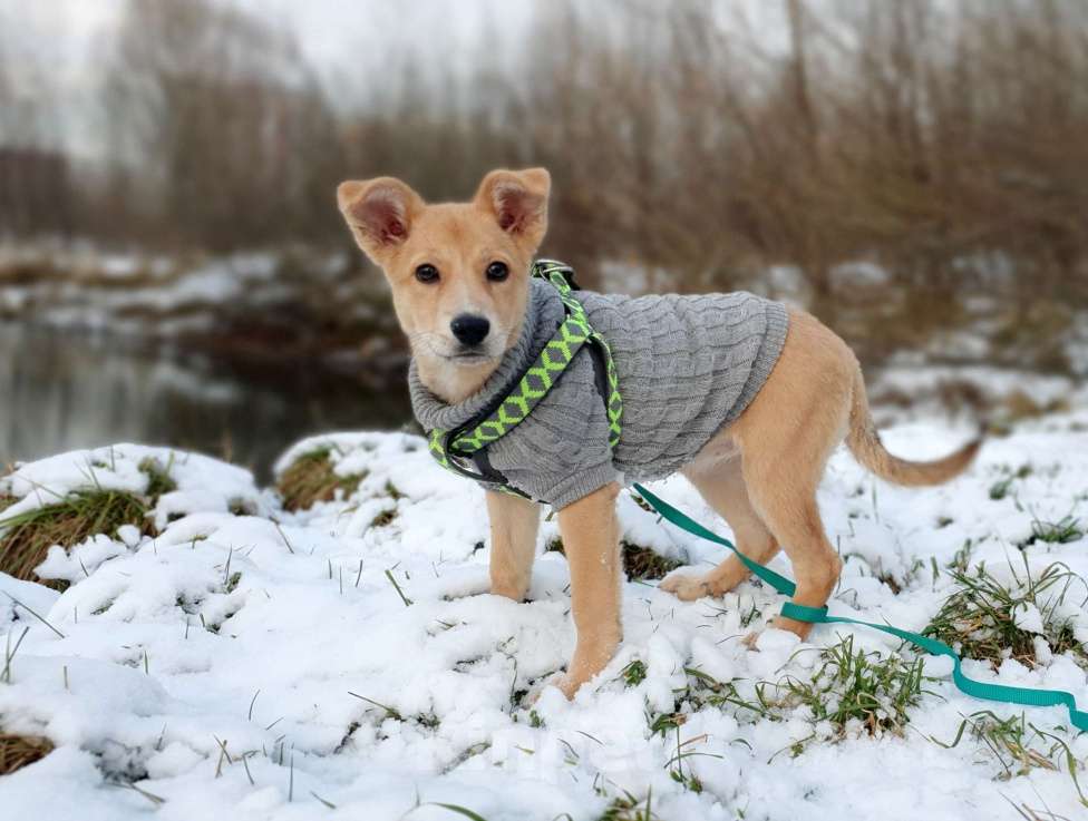 Собаки в Москве: Небольшая девочка щенок Девочка, Бесплатно - фото 1