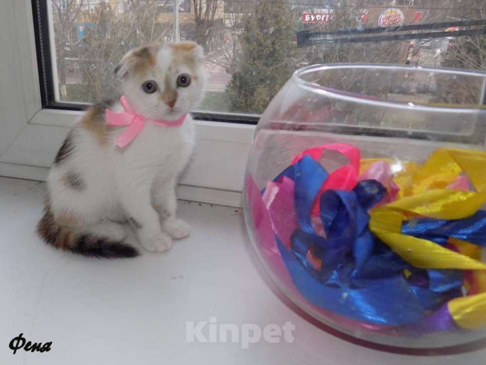 Кошки в Москве: Шотландский вислоухий котенок, девочка Девочка, 15 000 руб. - фото 4