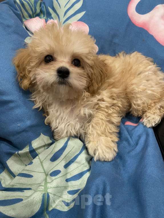 Собаки в Магнитогорске: Девочка мальтипу мини карамельная принцесса 3 мес Девочка, 90 000 руб. - фото 8