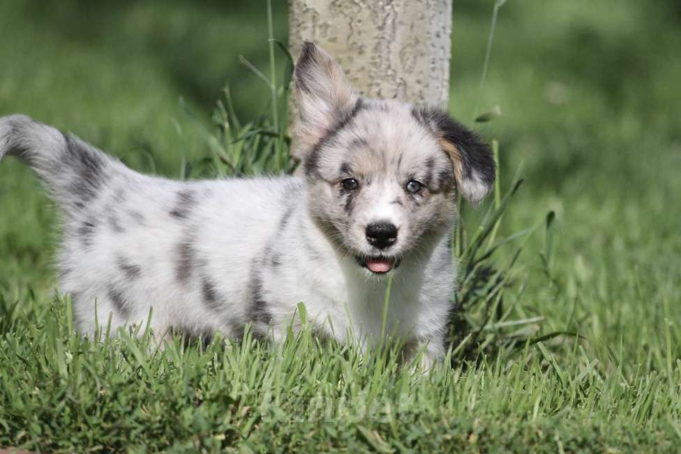 Собаки в Москве: Вельш корги кардиган-девочка Девочка, 80 000 руб. - фото 5