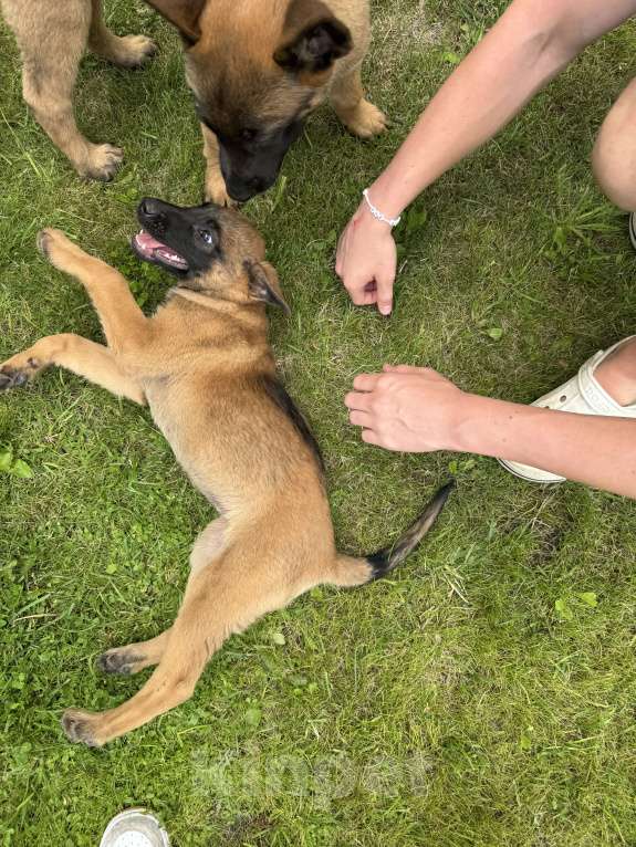 Собаки в Москве: Джесс Девочка, 25 000 руб. - фото 5