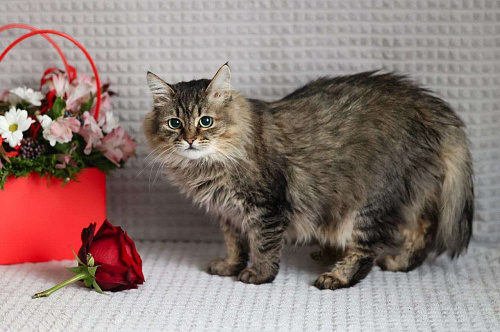 Лиза ищет дом