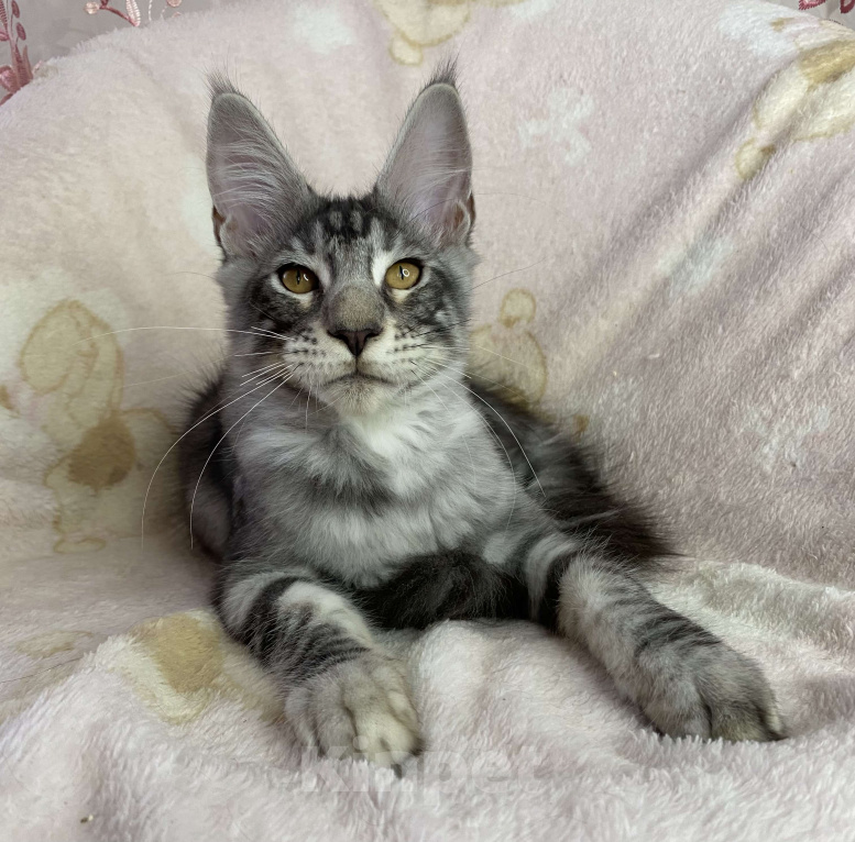 Кошки в Дмитрове: Черный серебристый мраморный мальчик мейн кун Zhak Мальчик, 30 000 руб. - фото 1