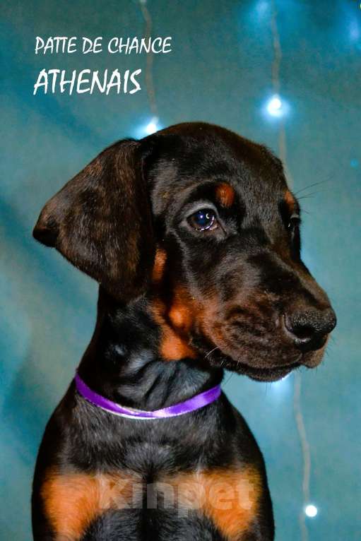 Собаки в Санкт-Петербурге: Щенок добермана Атенаис Девочка, 80 000 руб. - фото 1