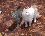 Кошки в Юрьеве-Польском: Отдадим котят в добрые руки Мальчик, Бесплатно - фото 4