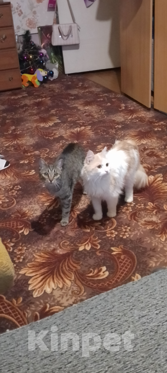 Кошки в Юрьеве-Польском: Отдадим котят в добрые руки Мальчик, Бесплатно - фото 4