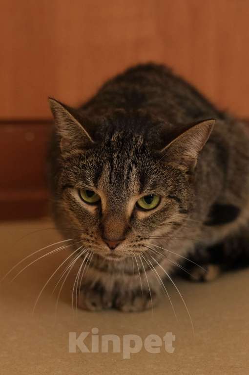 Кошки в Санкт-Петербурге: Маняша из приюта в добрые руки Девочка, Бесплатно - фото 10