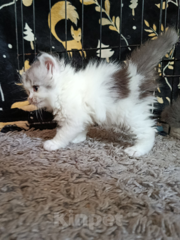 Кошки в Барнауле: Шотландская прямоухая кошка короткошёрстная Девочка, 8 000 руб. - фото 3