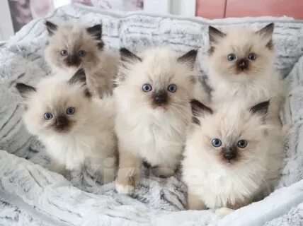 Кошки в Перми: Девчушки Рэгдолл Девочка, 65 000 руб. - фото 1