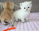 Кошки в Чебоксарах: Котик Колорный Мальчик, 25 000 руб. - фото 1
