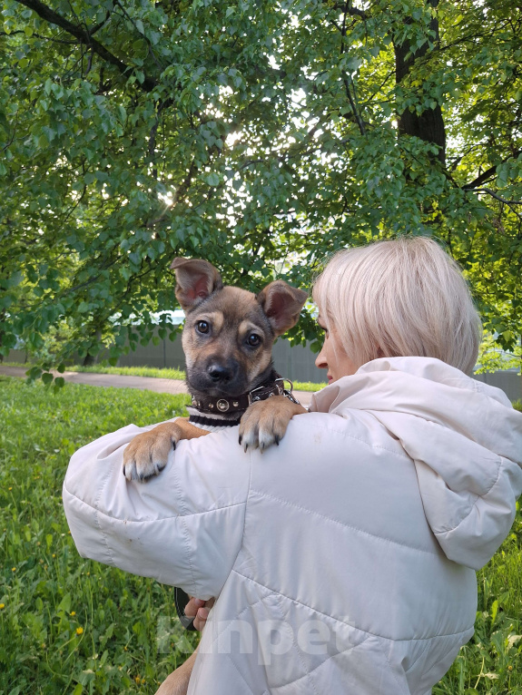 Собаки в Москве: Щенок в добрые руки Мальчик, Бесплатно - фото 6